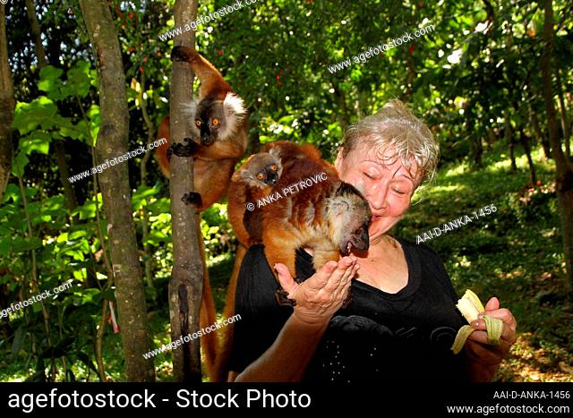 Tourist feeding female black lemurs and baby (Eulemur macaco), Nosy Komba Island, Madagascar
