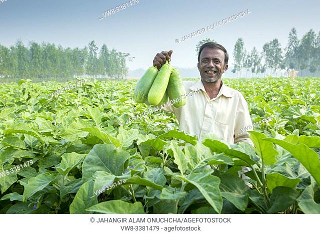 Bangladesh - November 25, 2014: A farmer showing the BARI Bt brinjal cultivated in his field under the precision farming technique in pirgong village in...