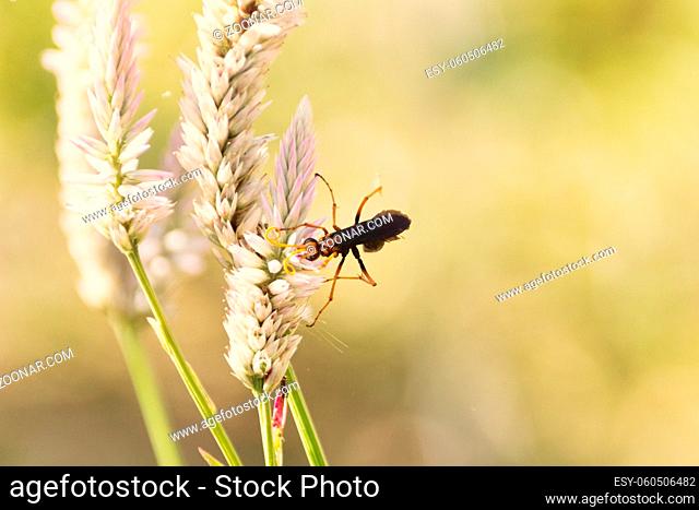 Beautiful ears of grain and a black-and-yellow parasitic wasp Ichneumon from order Hymenoptera. Macro insects of Thailand