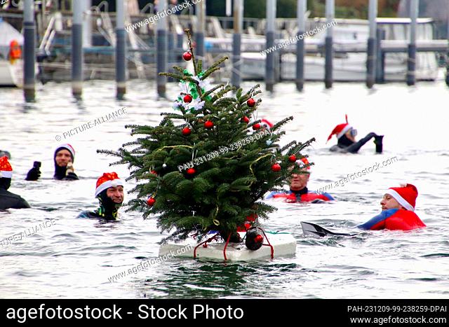 09 December 2023, Bavaria, Lindau (Bodensee): Swimmers pull a Christmas tree behind them on a pontoon. On the Saturday after St