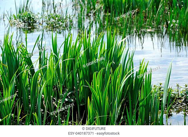 Young green bulrush (common cattail, reedmace or Typha latifolia) growing by the lake shore