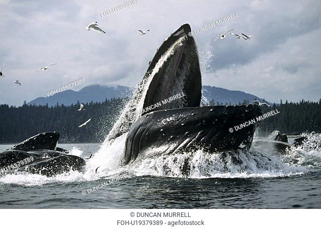 Humpback Whale feeding Megaptera novaeangliae