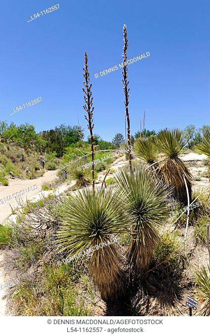 Soaptree Yucca Cactus at Living Desert Zoo and Gardens Carlsbad New Mexico