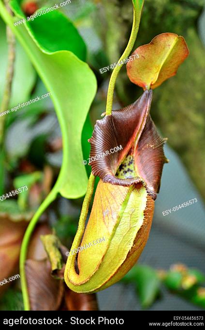 Nepenthes villosa also known as monkey pitcher plant