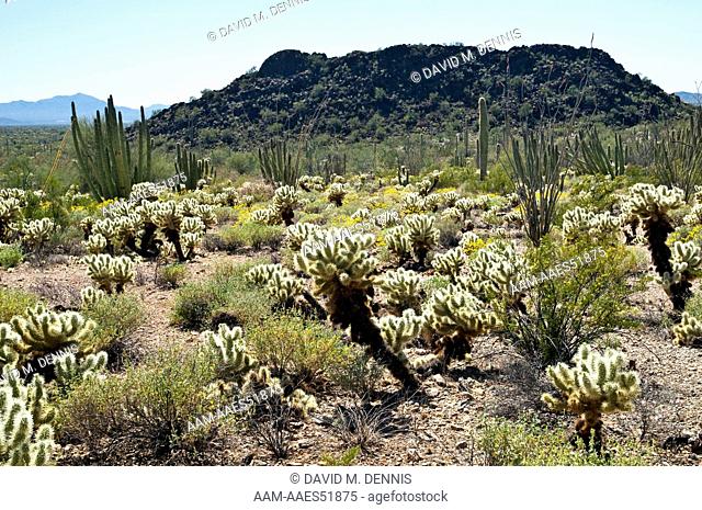 Teddy Bear Cholla (Cylindropuntia bigelovii) Organ Pipe Cactus National Monument, AZ