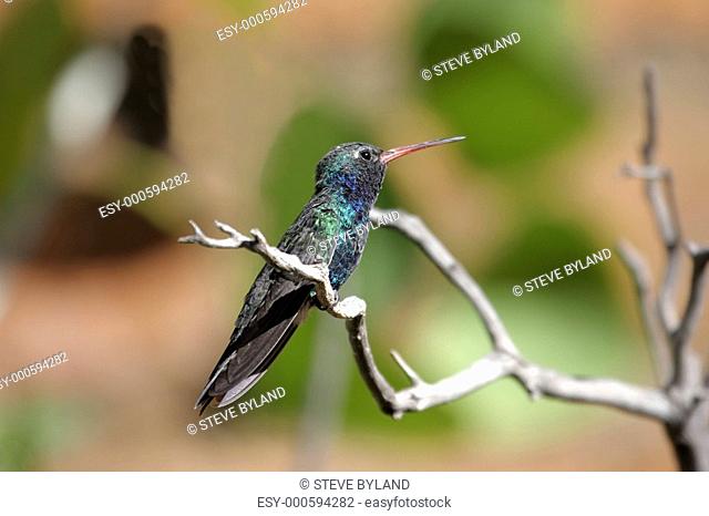 Broad-billed Hummingbird Cynanthus latirostris