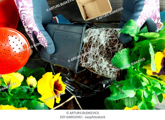 Gardener woman taking pansy plant out of plastic pot to plant it into the garden. Planting spring pansy flower in garden. Gardening concept