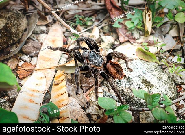 Tarantula spider with hairy orange back on ground with leaves, Peten, Guatemala