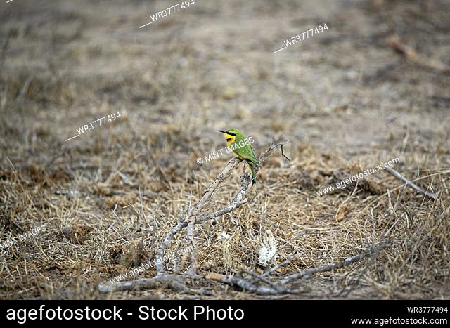 A little bee-eater bird, Merops pusillus, perches on a dead branch
