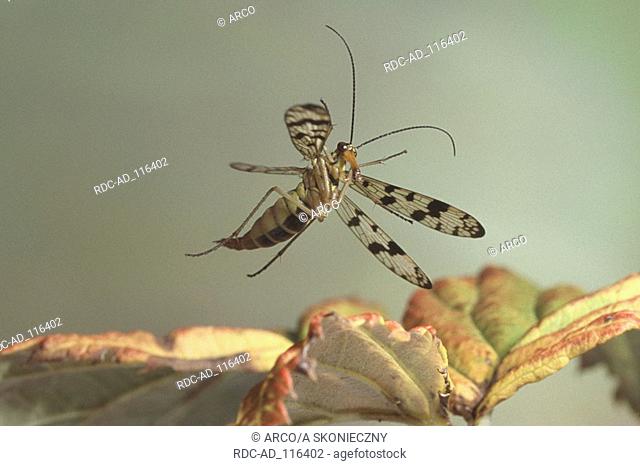 Common Scorpion Fly female Panorpa communis