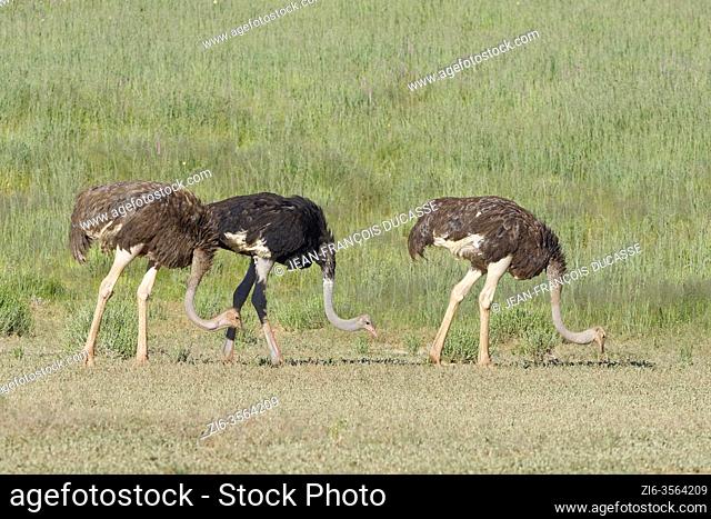 Common ostriches (Struthio camelus), adults, male and females, searching for food, Kgalagadi Transfrontier Park, Northern Cape, South Africa, Africa