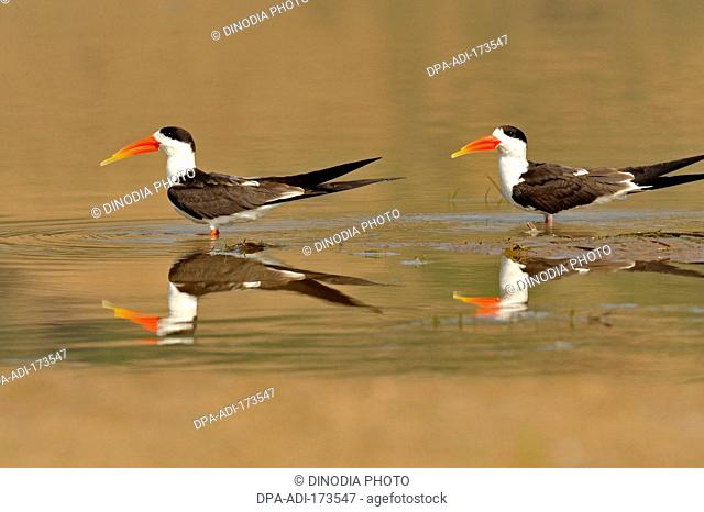 Indian skimmer rynchops albicollis in river chambal , Rajasthan , India