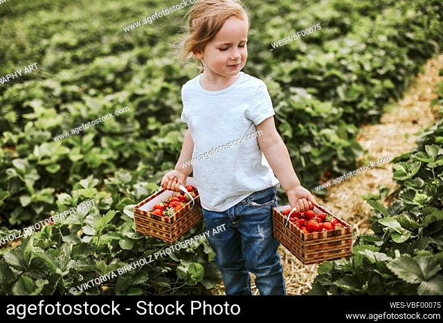 Girl picking ripe strawberries on field