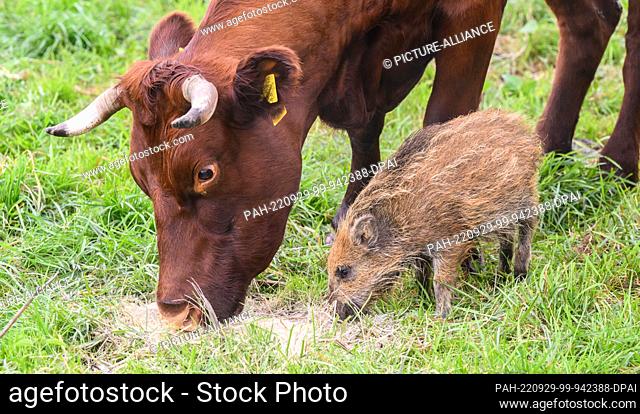 29 September 2022, Lower Saxony, Brevörde-Grave: Wild boar ""Frida"" eats next to cows in a pasture on the Weser River in the district of Holzminden