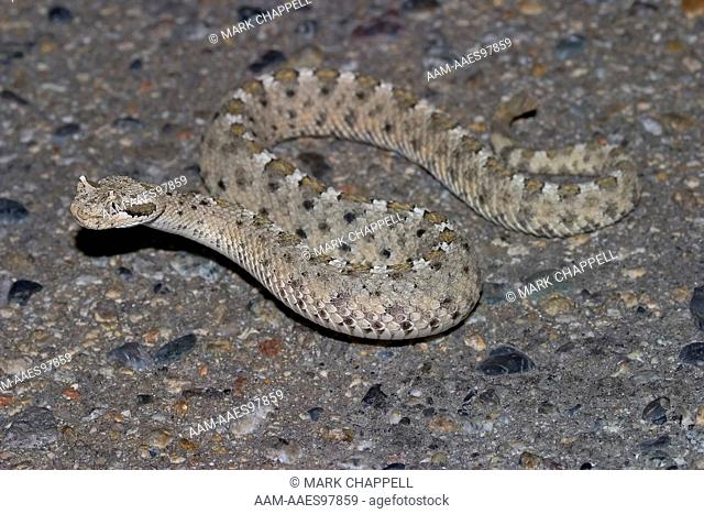 Baby Sidewinder Rattlesnake (Crotalus cerastes) California