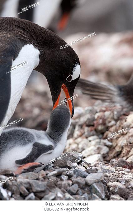Gentoo Penguin feeding its chick