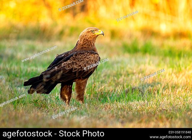 Lesser spotted eagle, clanga pomarina, staring alertly on a meadow with grass in nature. Bird with brown feathers and yellow beak from back low angle view with...