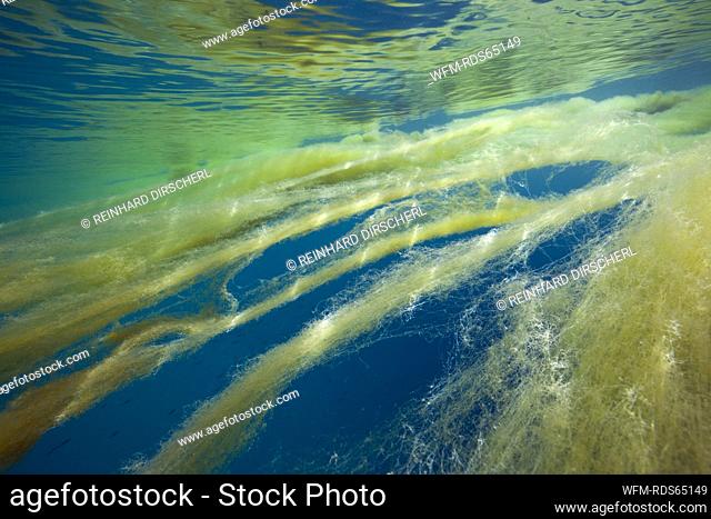 Marine Mucilage in Ocean, Florida Islands, Solomon Islands