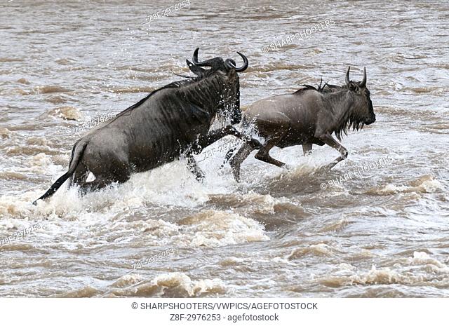 Wildebeest (Connochaetes taurinus) crossing the river Mara, Masai Mara, Kenya