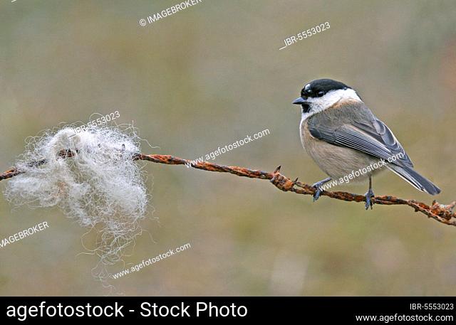 Willow tit (Parus montanus) adult, perching on barbed wire fence, collecting sheep wool for nesting material, England, United Kingdom, Europe