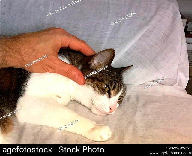Hand stroking a lovely cat