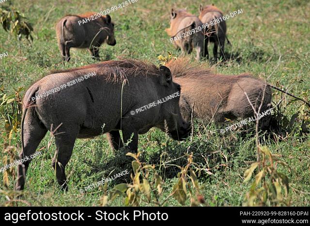 FILED - 20 August 2022, Kenya, Nakuru: Warthogs walk through the grass in Lake Nakuru National Park. The park is located about 150 kilometers from Kenya's...