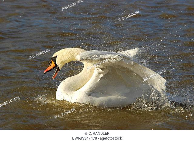 mute swan (Cygnus olor), preening, Germany, Baden-Wuerttemberg