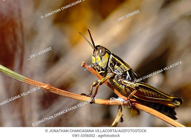 Small grasshopper (acrididae) of saw perched on a branch. Junín - Perú