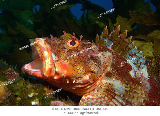 Northern scorpionfish (Scorpaena cardinalis) yawning. Poor Knights Islands, New Zealand. South Pacific Ocean