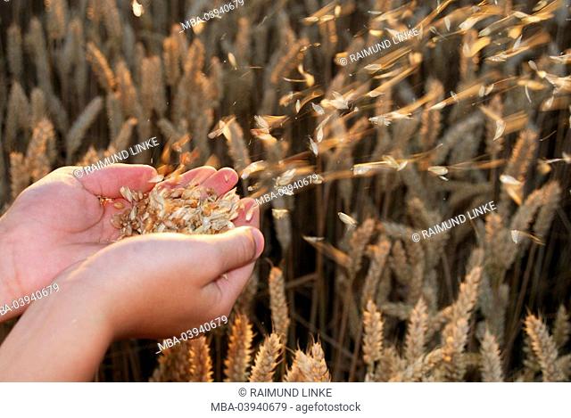 Hands, grain, breaths, 'chaff separates' from the wheat