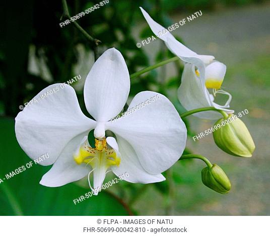 Butterfly Orchid Phalaenopsis amabilis flowering, white bloom in tropical forest, Palawan, Philippines