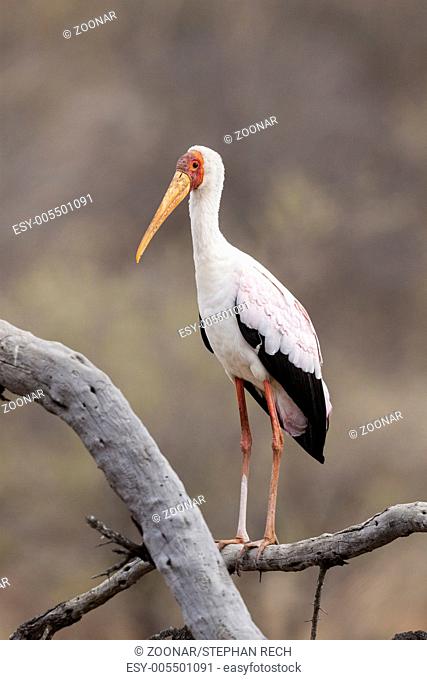 Hungry (Mycteria ibis)