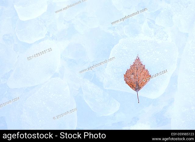 One birch tree leaf frozen on ice nature winter background