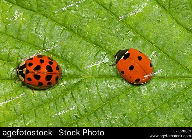 Seven-spott ladybird (Harmonia axyridis) (Coccinella septempunctata) introduced species, with adult seven-spot ladybird, Norfolk, England, United Kingdom