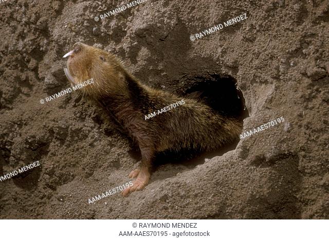 Damarland Mole Rat Eusocial from Namibia (Cryptomys damarensis)
