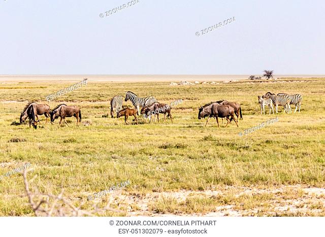 Herde Steppenzebras und Streifengnus in Etosha Nationalpark, Namibia, Herd plains zebras and blue wildebeest, Etosha National Park, Namibia