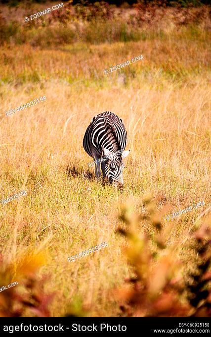 blur in south africa  mlilwane wildlife nature reserve and wild zebra