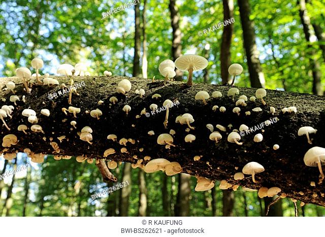 porcelain fungus Oudemansiella mucida, group of mushroom in autum forest, Germany, North Rhine-Westphalia