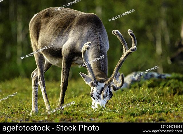 Reindeer, Rangifer tarandus, standing and eating , Stora sjöfallet national park, Swedish Lapland, Sweden