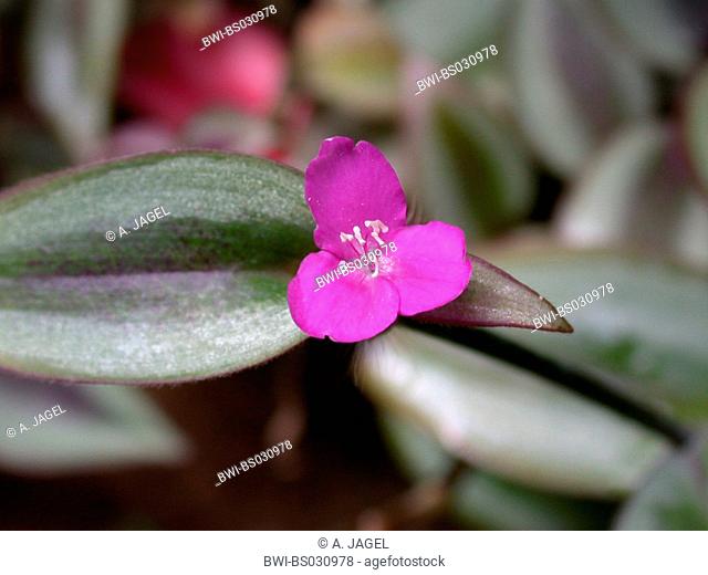 Wandering Jew (Zebrina pendula, Tradescantia zebrina), flower and leaves