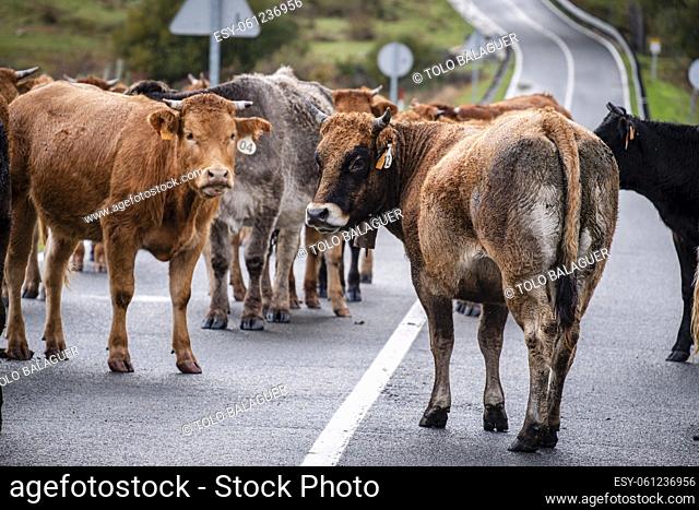 herd of cows blocking the road, Mata de Hoz , municipio de Valdeolea , Cantabria, Spain
