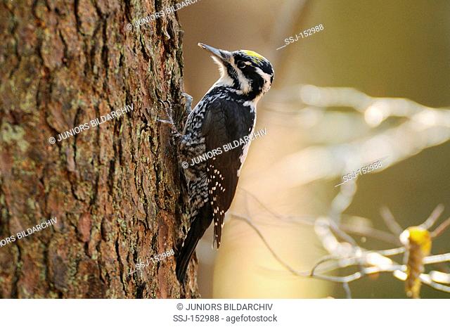 three-toed woodpecker / Picoides tridactylus