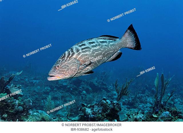 Black Grouper fish (Mycteroperca bonaci) swimming over a coral reef in search of prey, barrier reef, San Pedro, Ambergris Cay Island, Belize, Central America