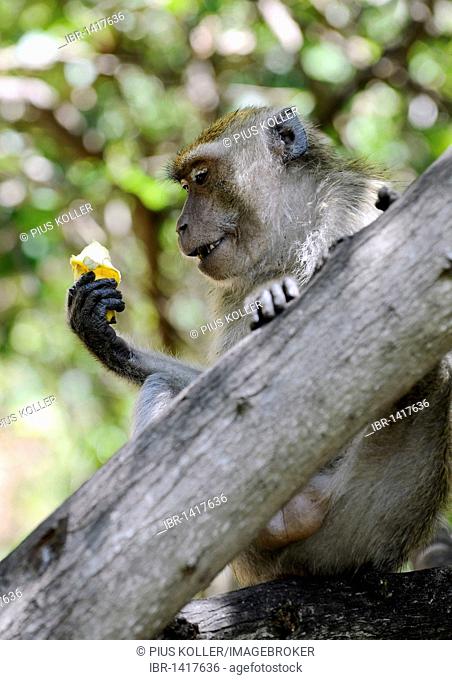 Monkey with a banana, Green Monkey (Chlorocebus sabaeus), Pattaya, Thailand, Asia