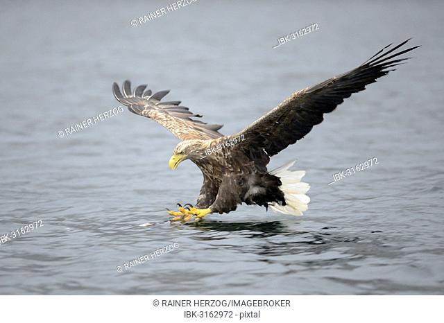 White-tailed Eagle or Sea Eagle (Haliaeetus albicilla) about to grab for a fish, Lauvsnes, Flatanger, Nord-Trøndelag, Trøndelag, Norway