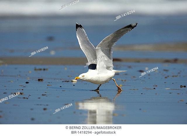 Herring Gull (Larus argentatus), beginning to fly, North Sea, Duene, Heligoland, Schleswig-Holstein, Germany, Europe