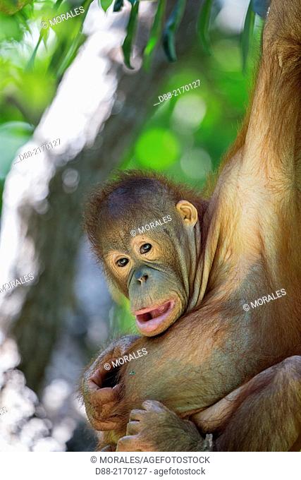 Asia, Malaysia, Borneo, Sabah, Sandakan, Sepilok Orang Utan Rehabilitation Center, Northeast Bornean orangutan (Pongo pygmaeus morio), young