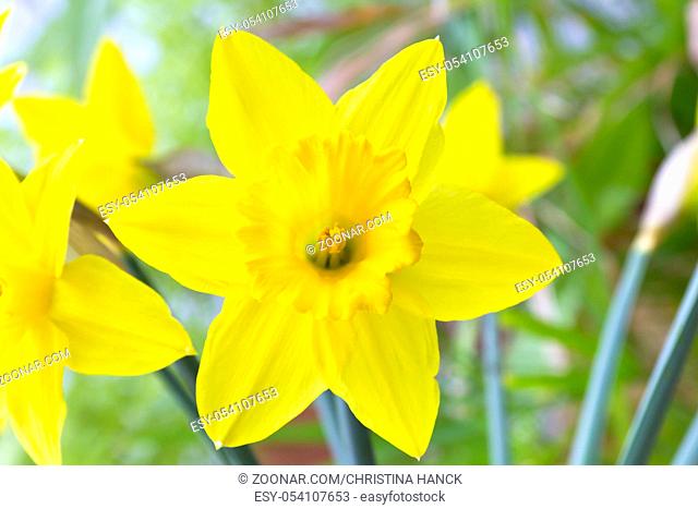 Spring Daffodil, Narcissus in early springtime. Narcissus is a popular flower as an ornamental plant for gardens, parks and as cut flowers