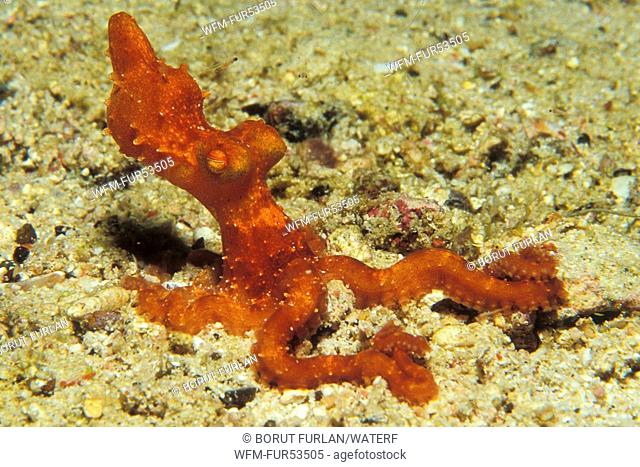 Juvenile Starry Night Oktopus, Octopus luteus, Puerto Galera, Mindoro Island, Philippines
