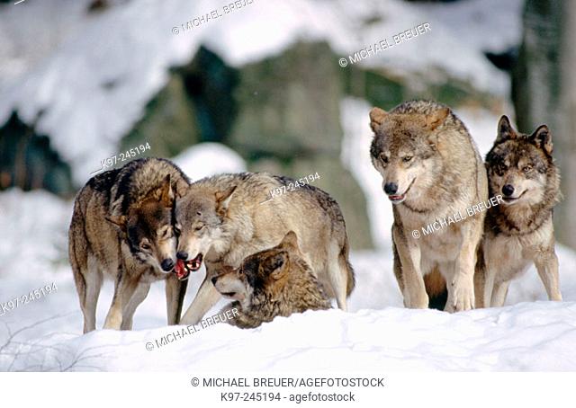 Wolves (Canis Lupus)